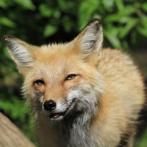 Photo of a fox smiling at the camera
