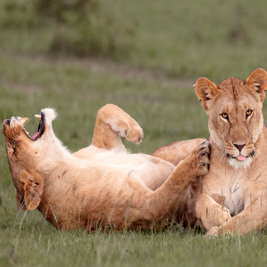 Photo of one lion laughing laying next to another lion