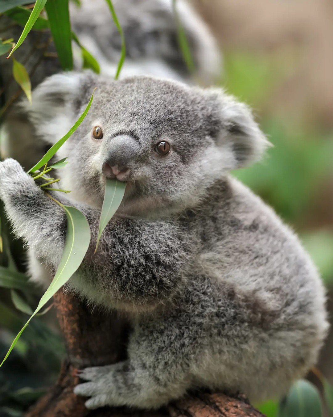 Koala
