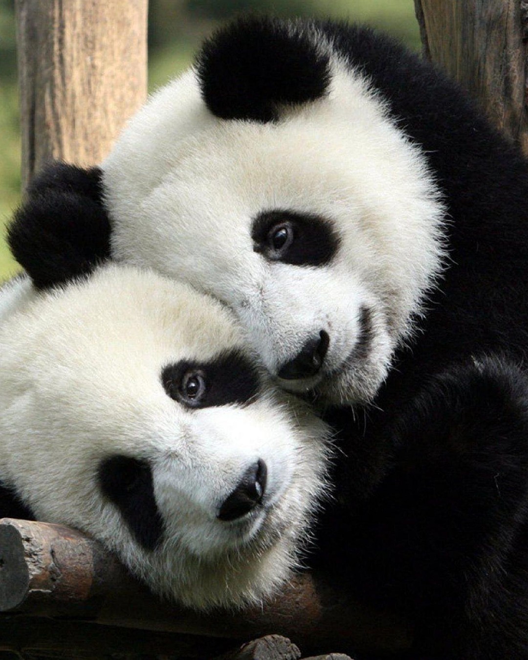 Pandas